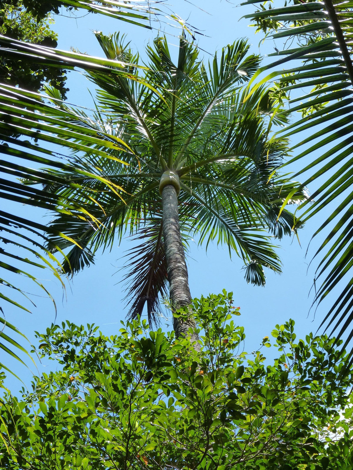 Chrysalidocarpus carlsmithii – mature plant