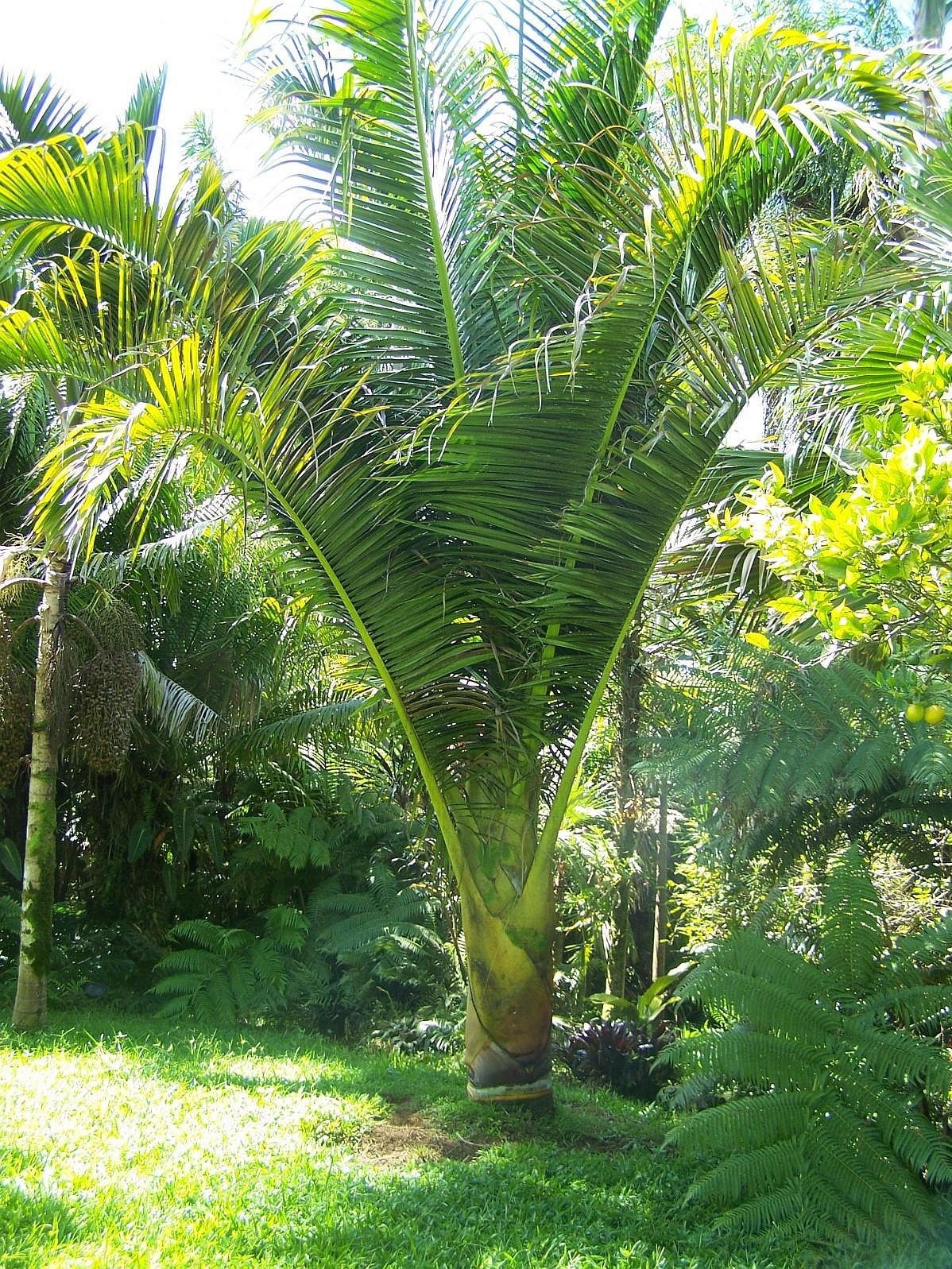 Chrysalidocarpus carlsmithii – mature plant