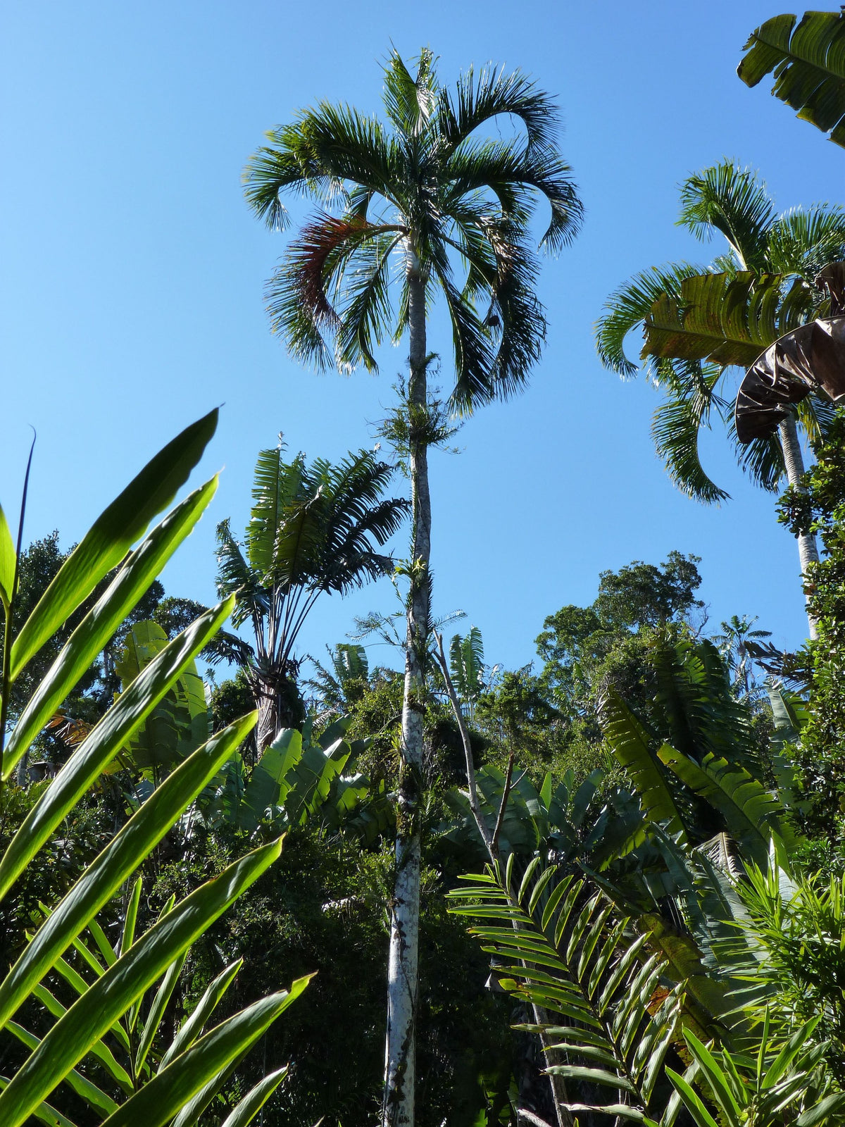 Chrysalidocarpus carlsmithii – in habitat