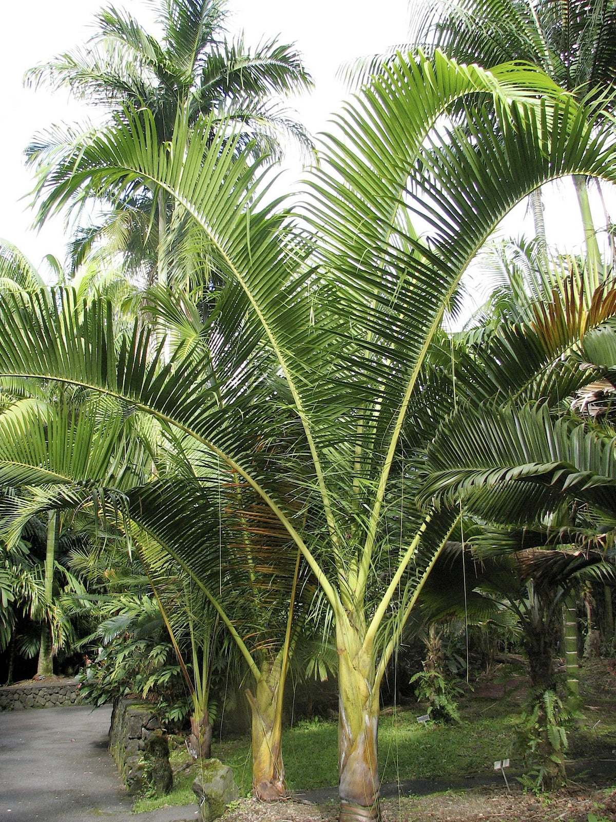Chrysalidocarpus carlsmithii – in habitat