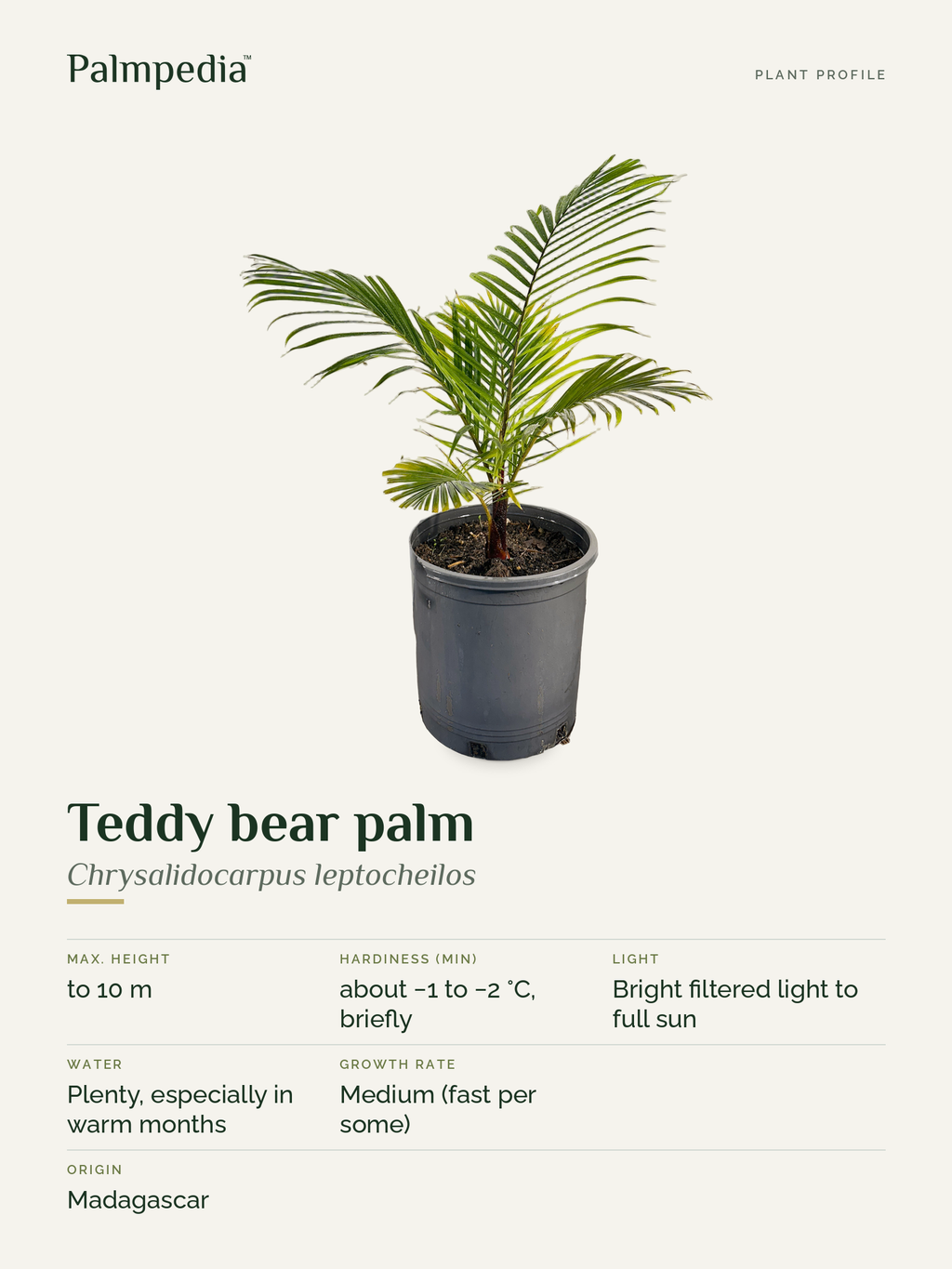 Chrysalidocarpus leptocheilos – plant profile