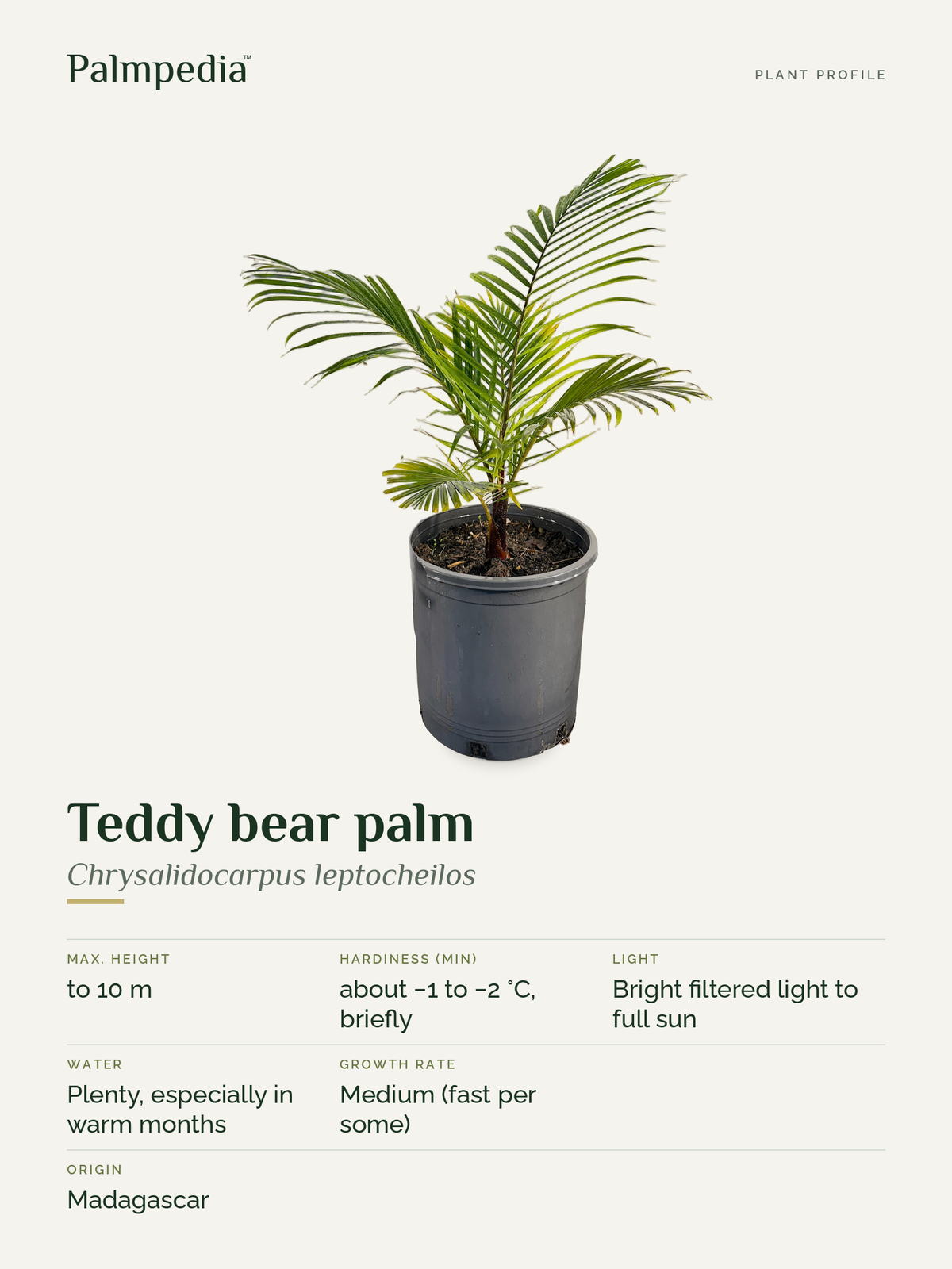 Chrysalidocarpus leptocheilos – plant profile