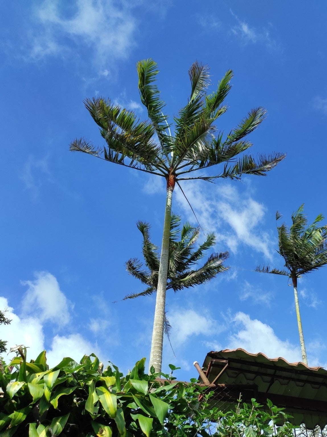 Chrysalidocarpus leptocheilos – mature plant