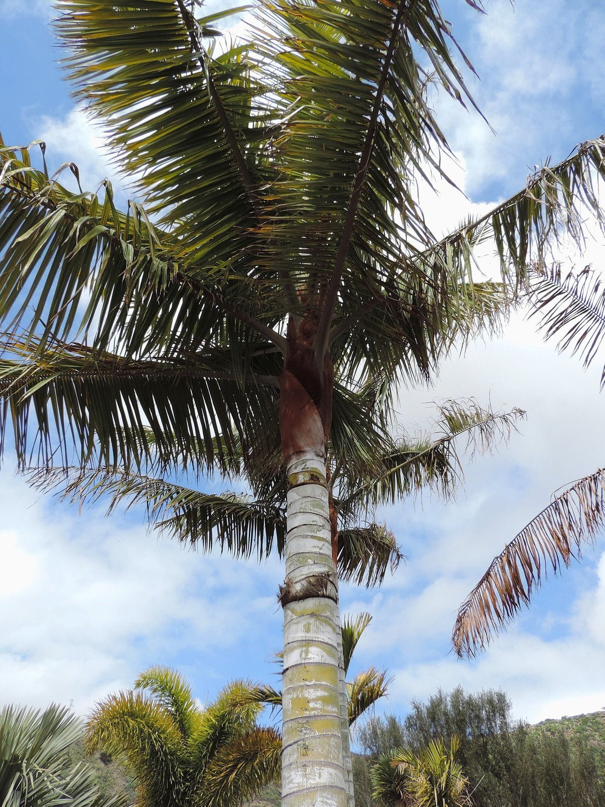 Chrysalidocarpus leptocheilos – mature plant