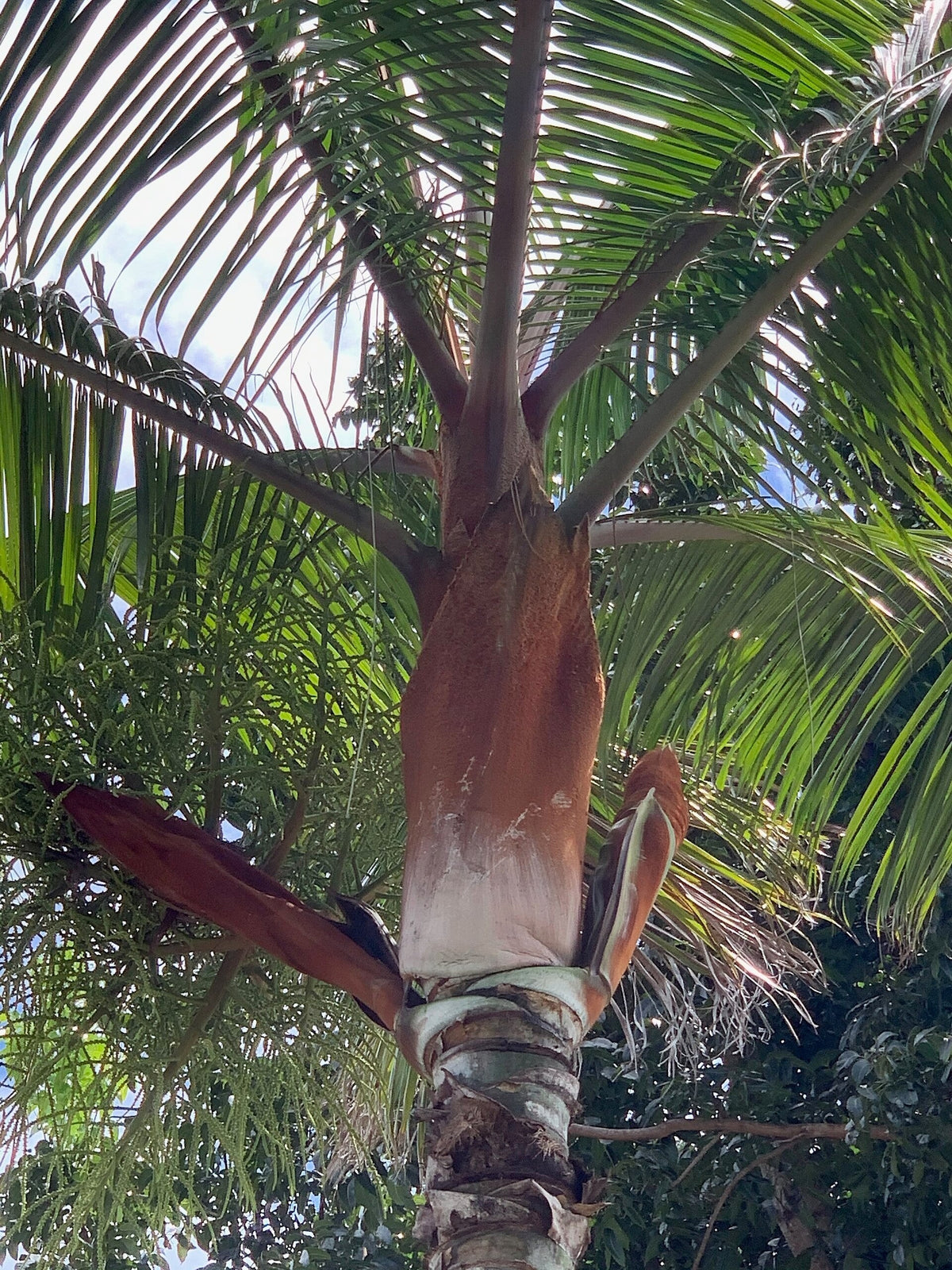 Chrysalidocarpus leptocheilos – crown of a mature palm