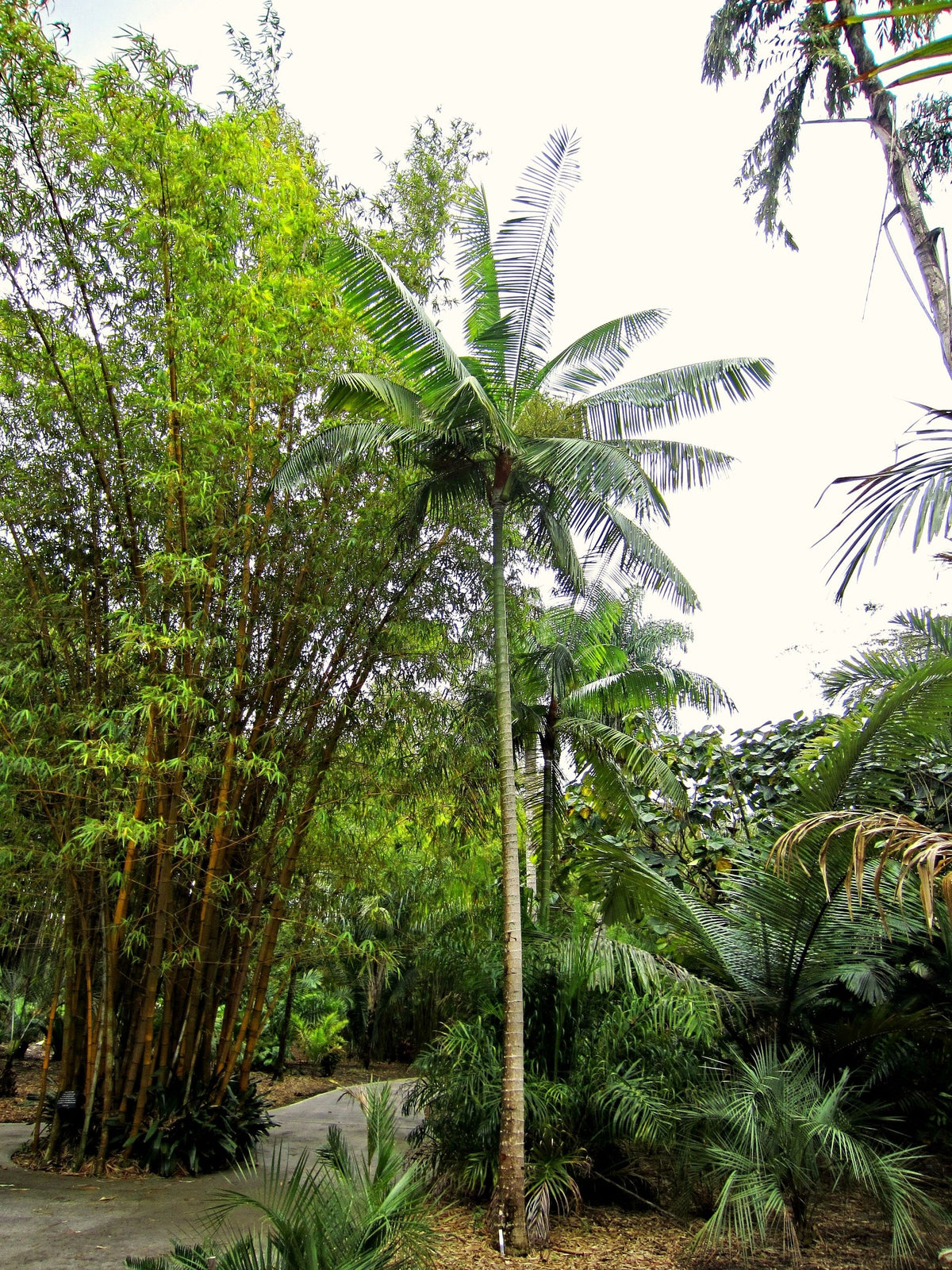 Chrysalidocarpus leptocheilos – in habitat