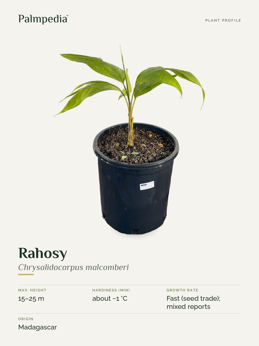 Chrysalidocarpus malcomberi – plant profile