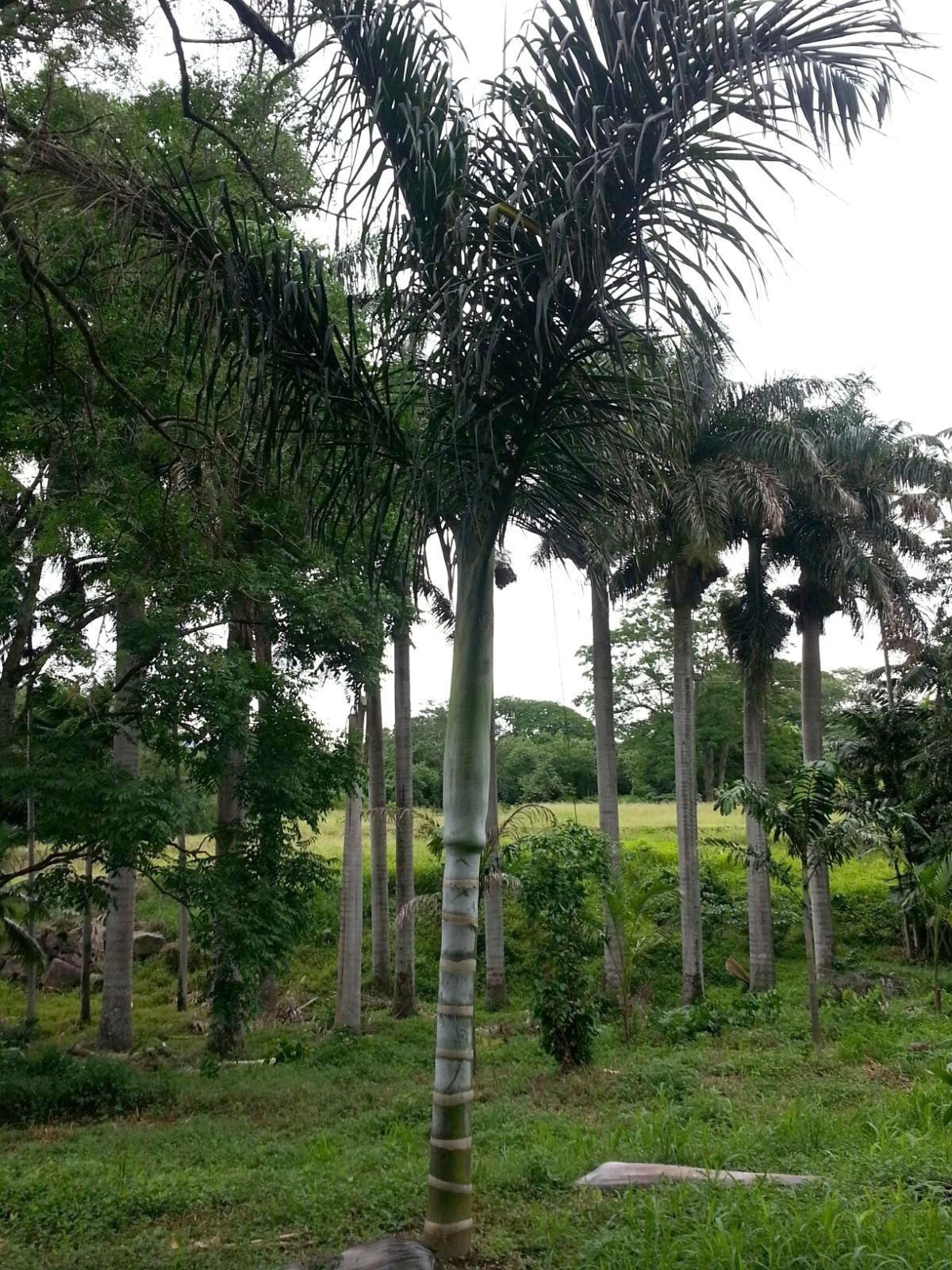 Chrysalidocarpus malcomberi – mature plant