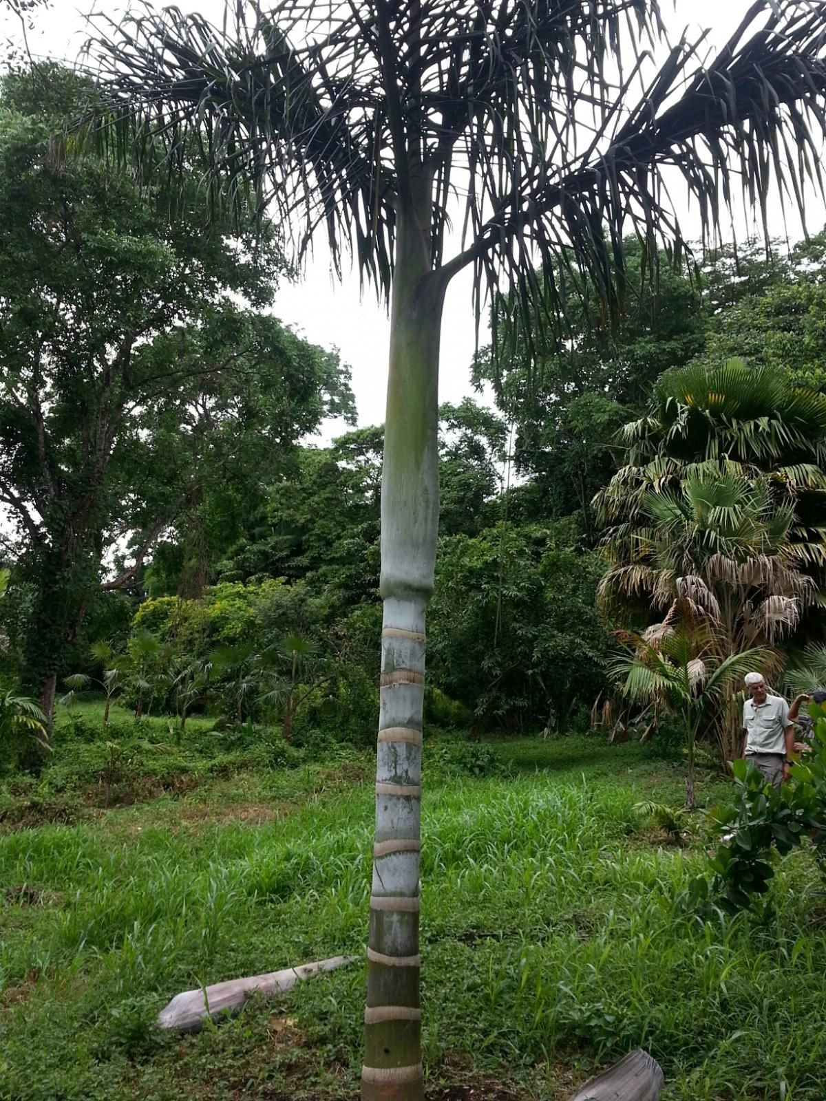 Chrysalidocarpus malcomberi – in habitat