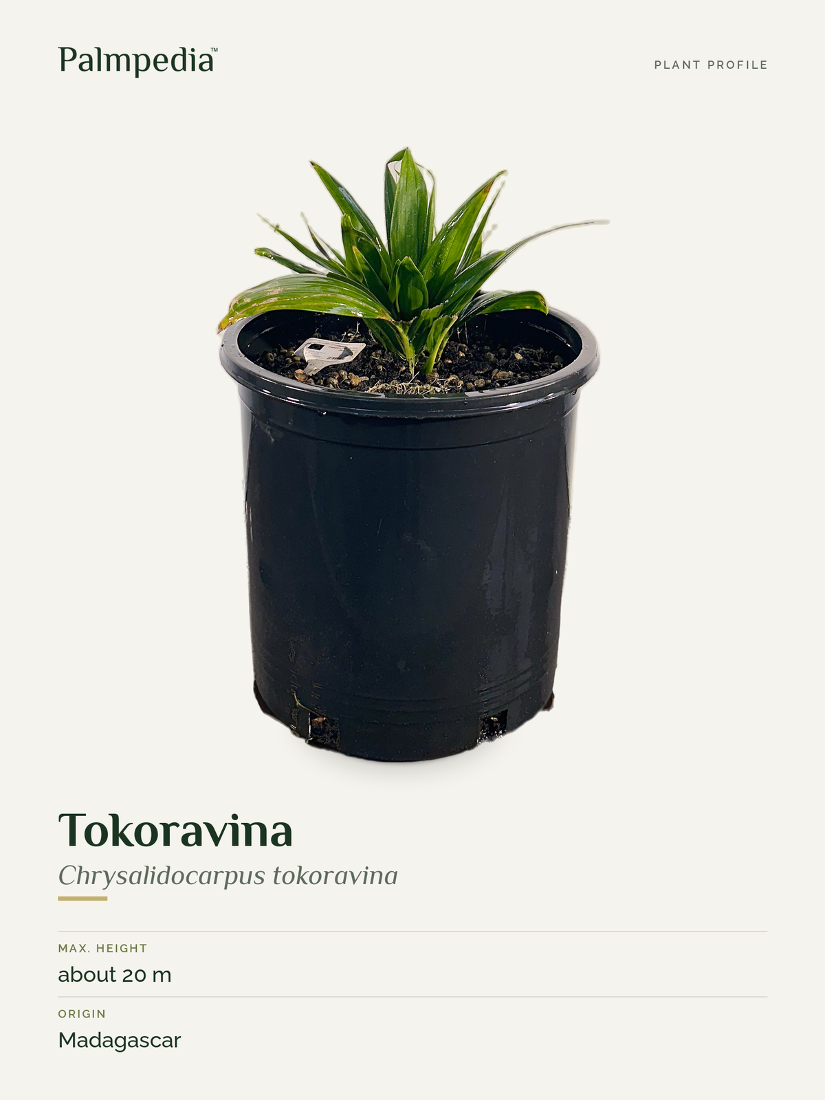 Chrysalidocarpus tokoravina – plant profile
