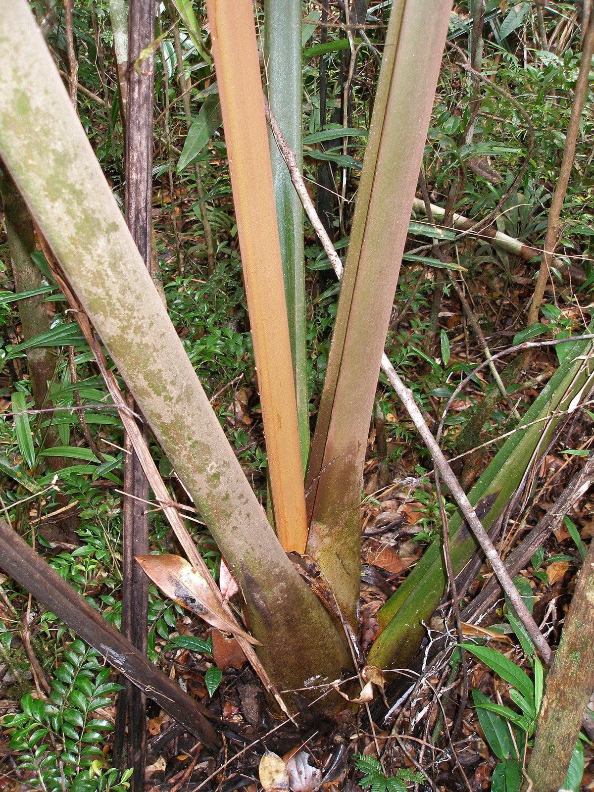 Chrysalidocarpus tokoravina – mature plant