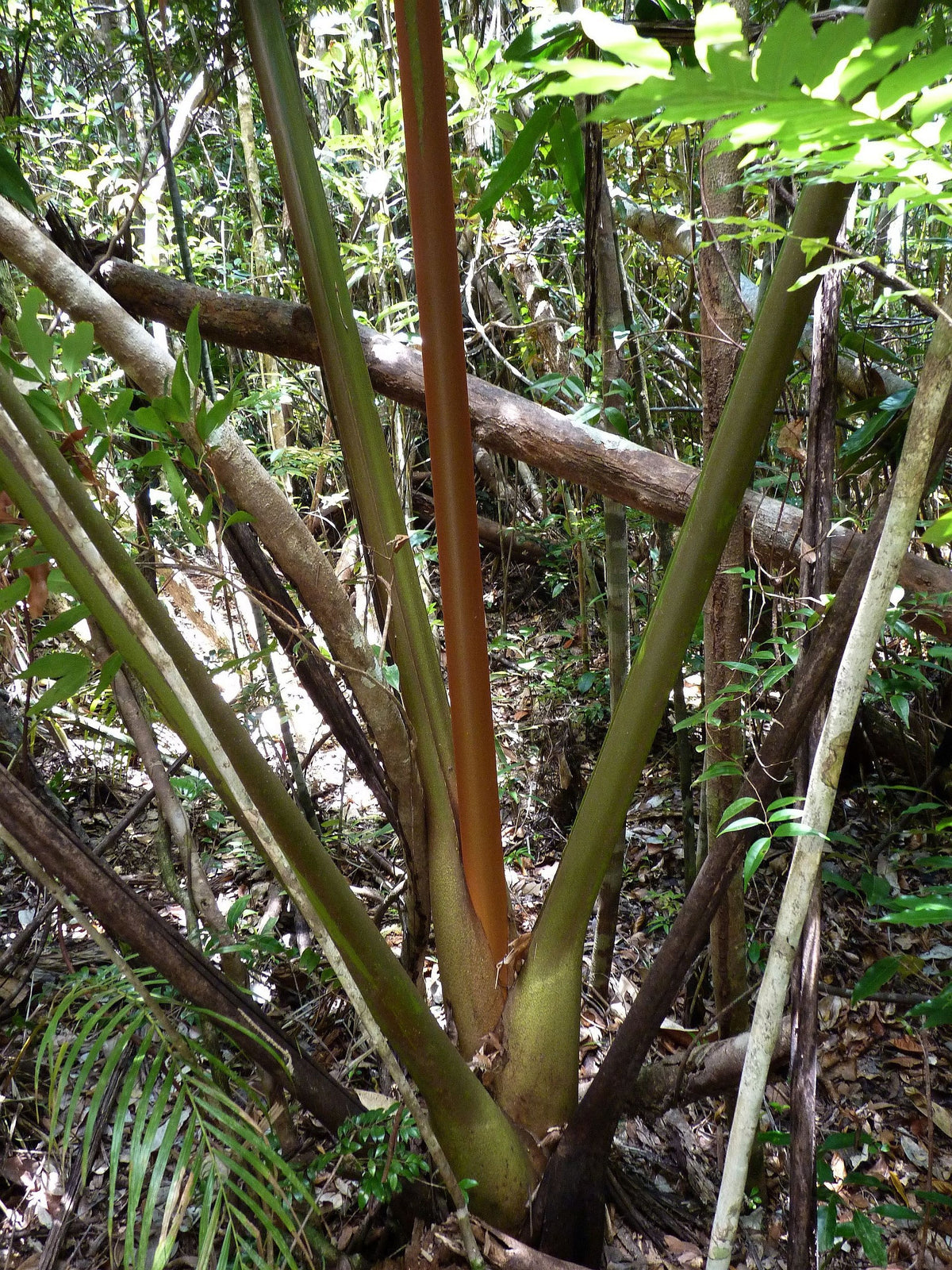 Chrysalidocarpus tokoravina – in habitat
