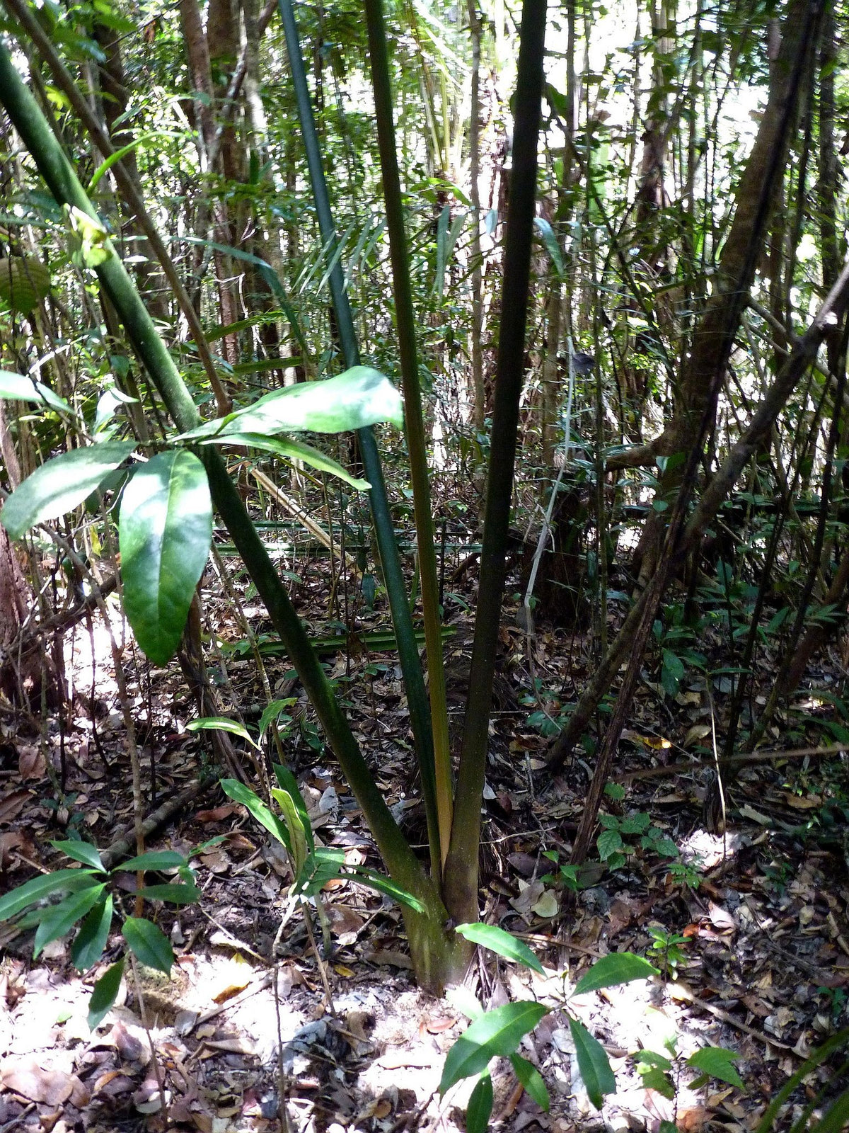 Chrysalidocarpus tokoravina – in habitat
