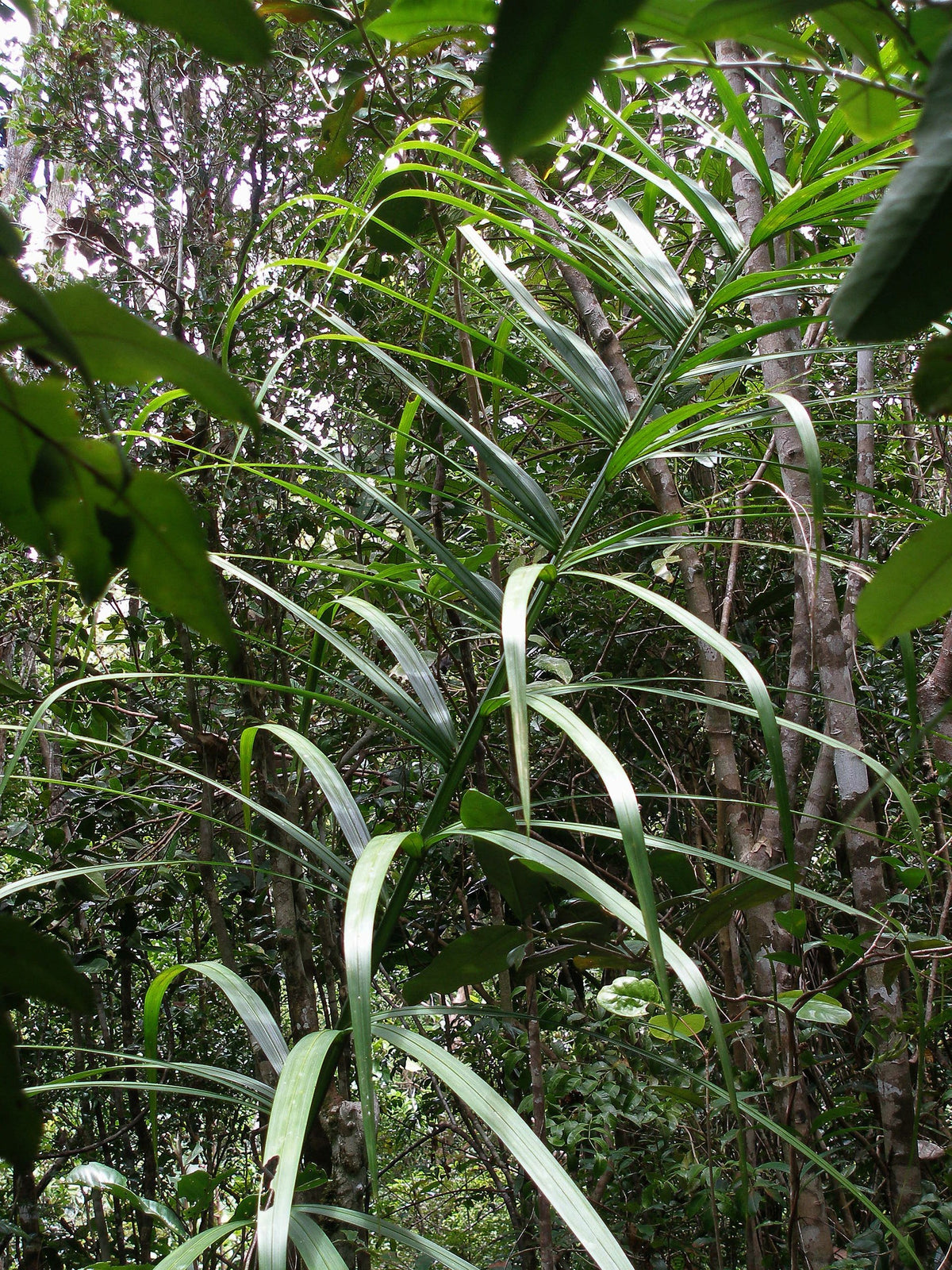 Chrysalidocarpus tokoravina – in habitat