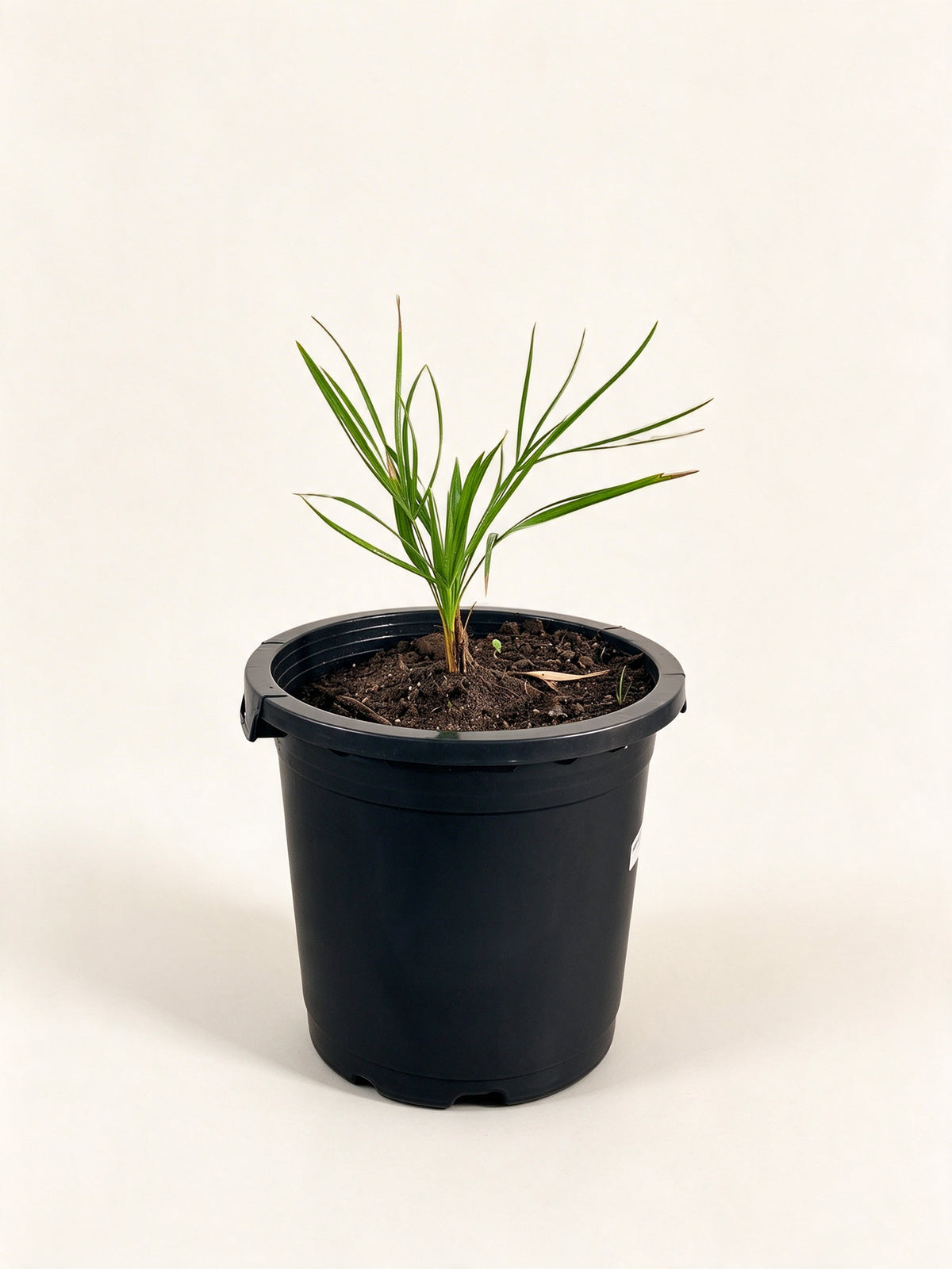 Coccothrinax hioramii