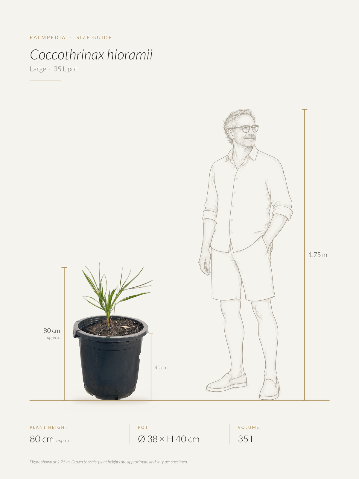Coccothrinax hioramii – size guide