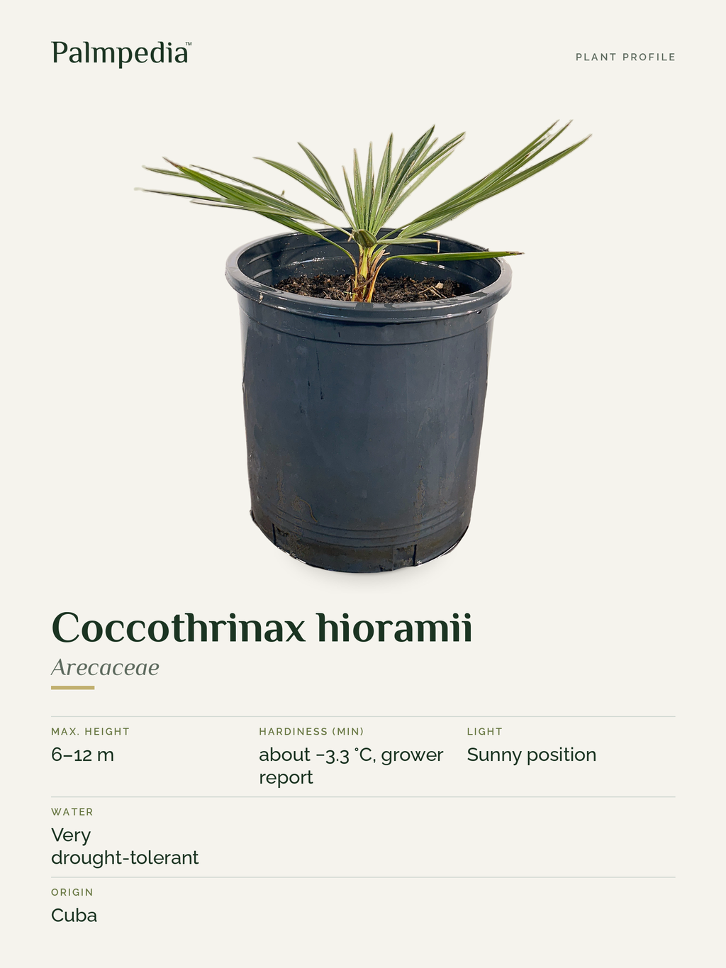 Coccothrinax hioramii – plant profile
