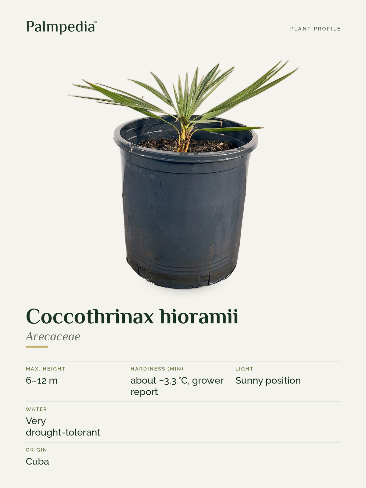 Coccothrinax hioramii – plant profile