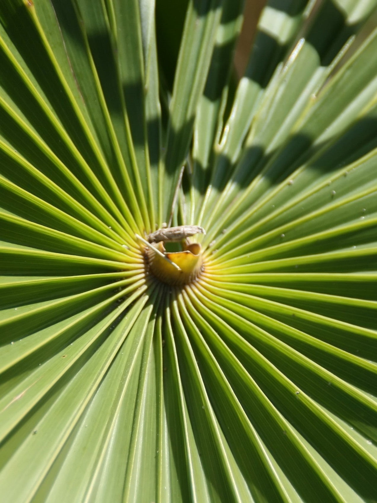 Coccothrinax hioramii – mature plant