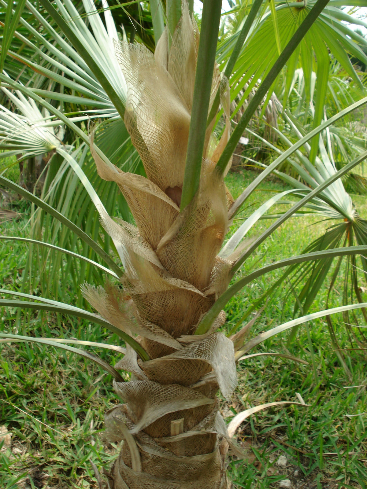 Coccothrinax hioramii – in habitat