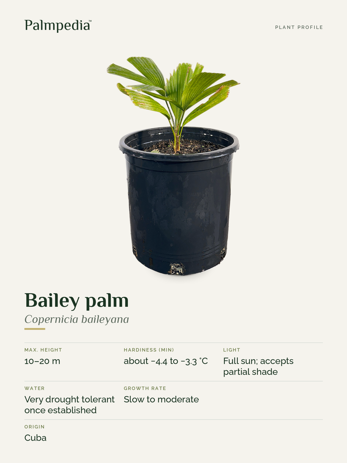 Copernicia baileyana – plant profile