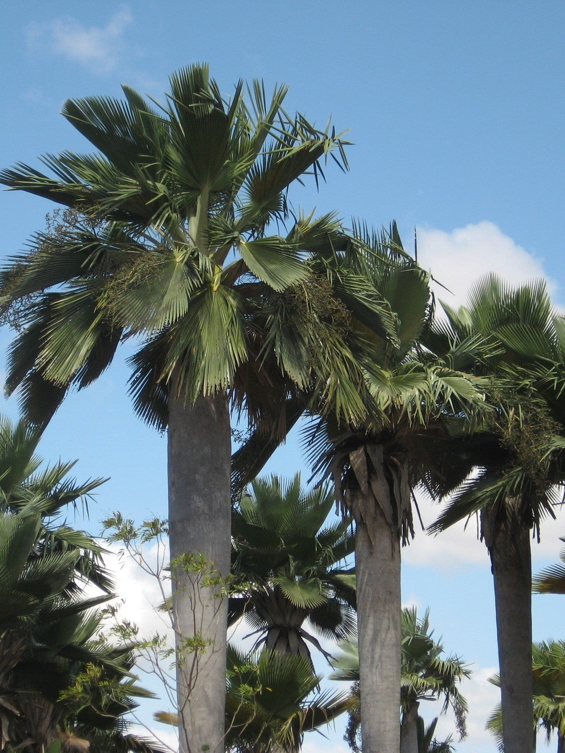 Copernicia baileyana – mature plant