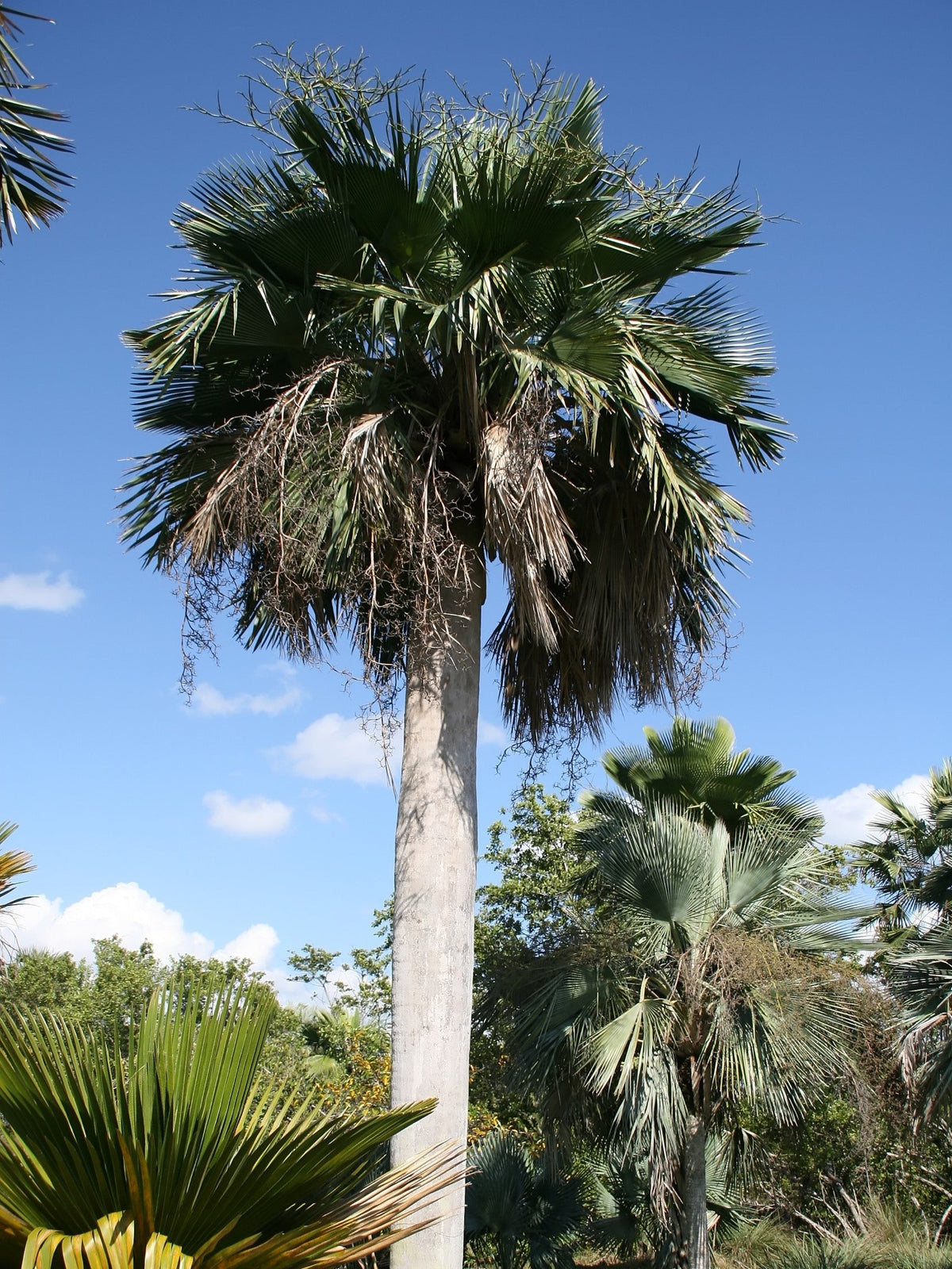 Copernicia baileyana – mature plant