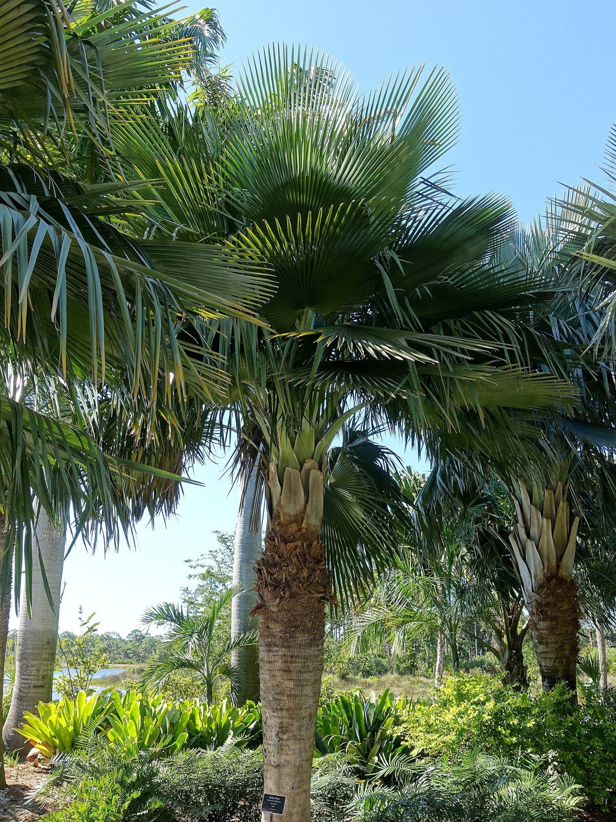 Copernicia baileyana – mature plant