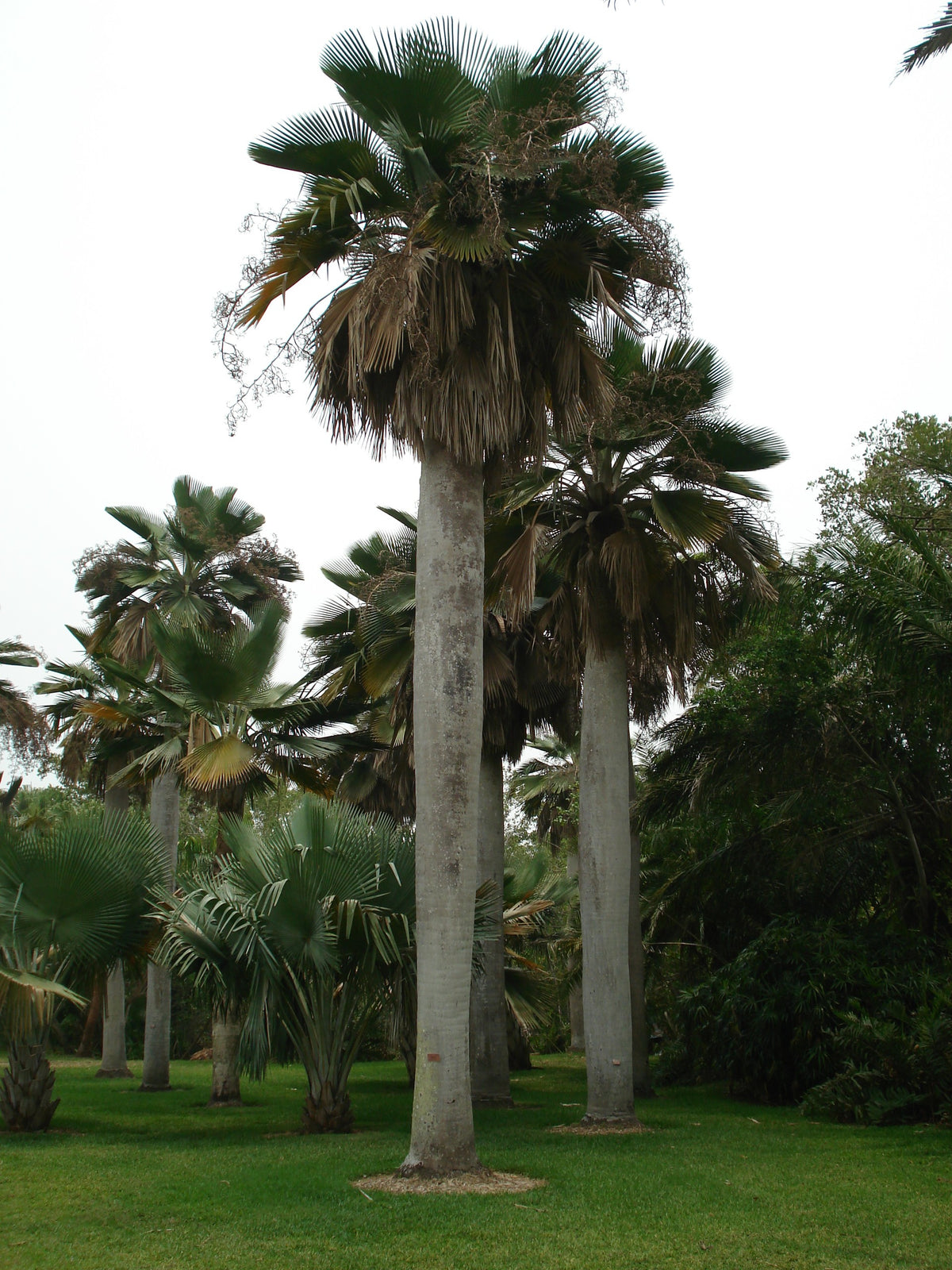 Copernicia baileyana – in habitat