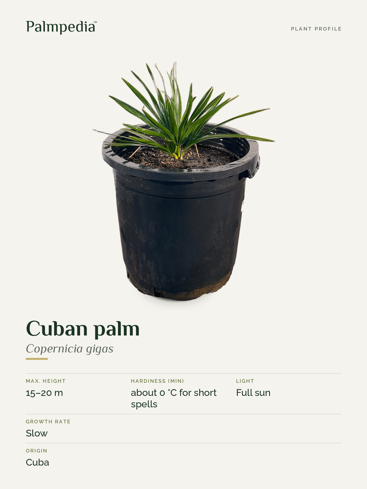 Copernicia gigas – plant profile