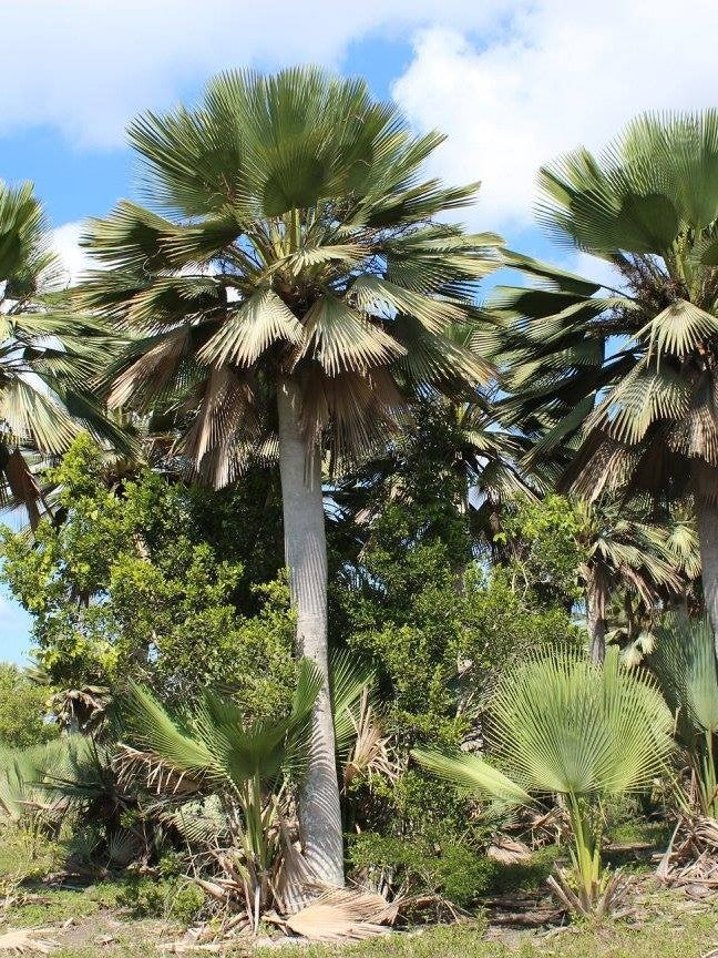 Copernicia gigas – mature plant