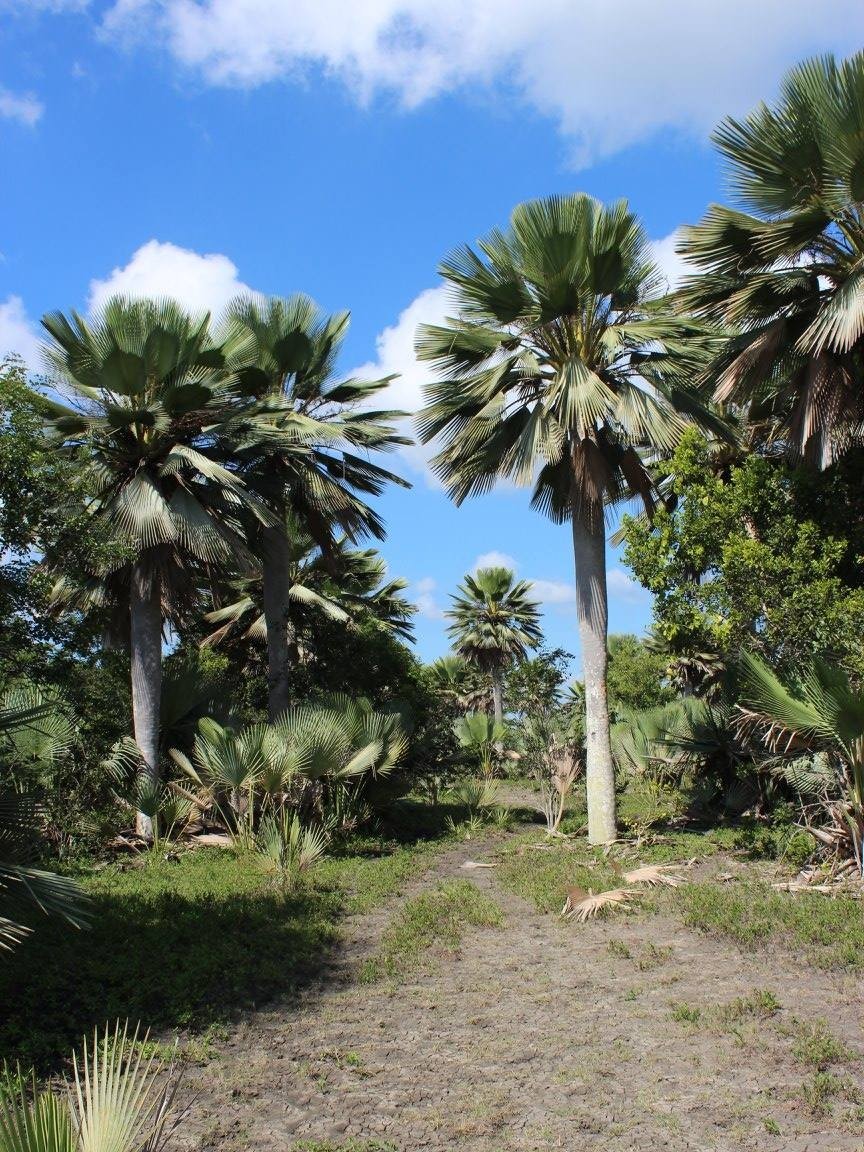 Copernicia gigas – mature plant