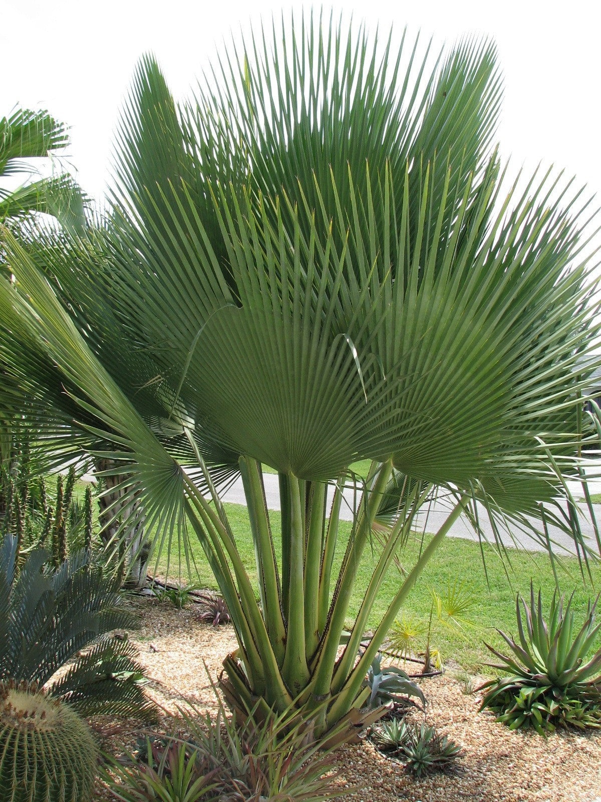 Copernicia gigas – mature plant