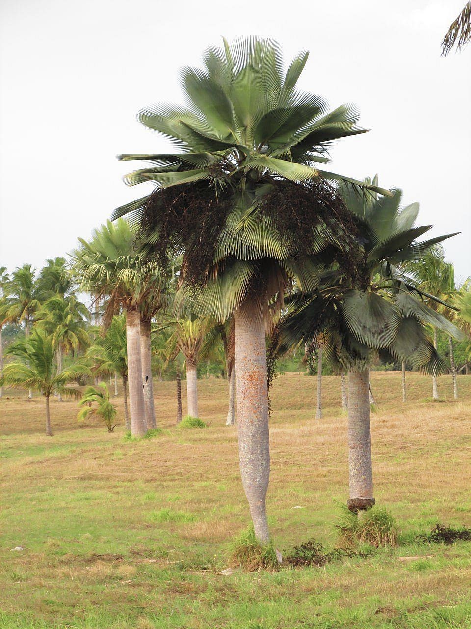 Copernicia gigas – in habitat