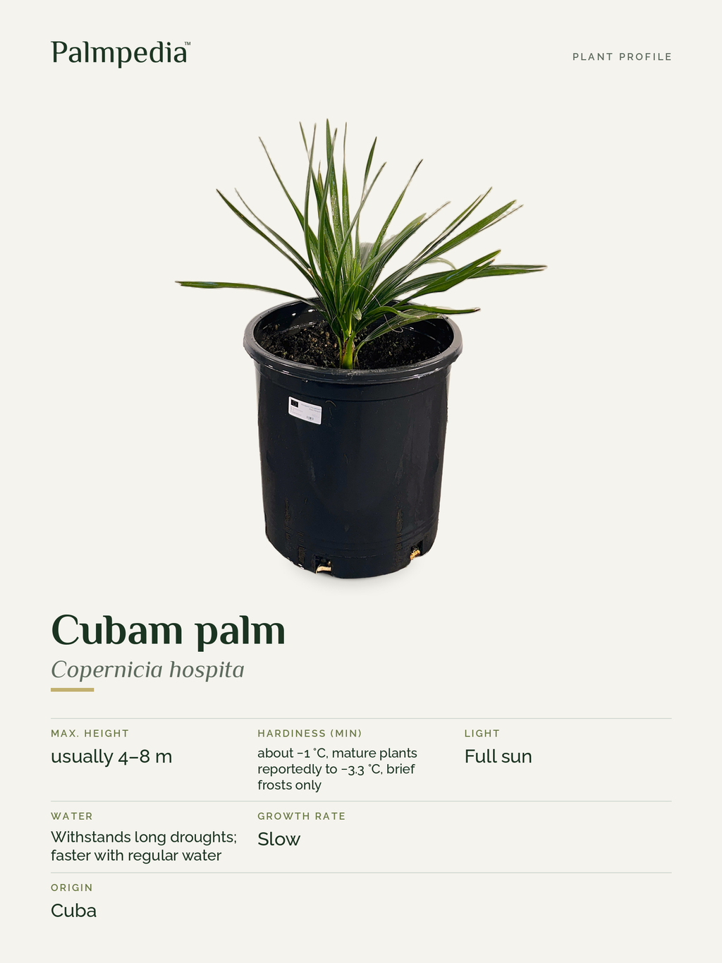 Copernicia hospita – plant profile