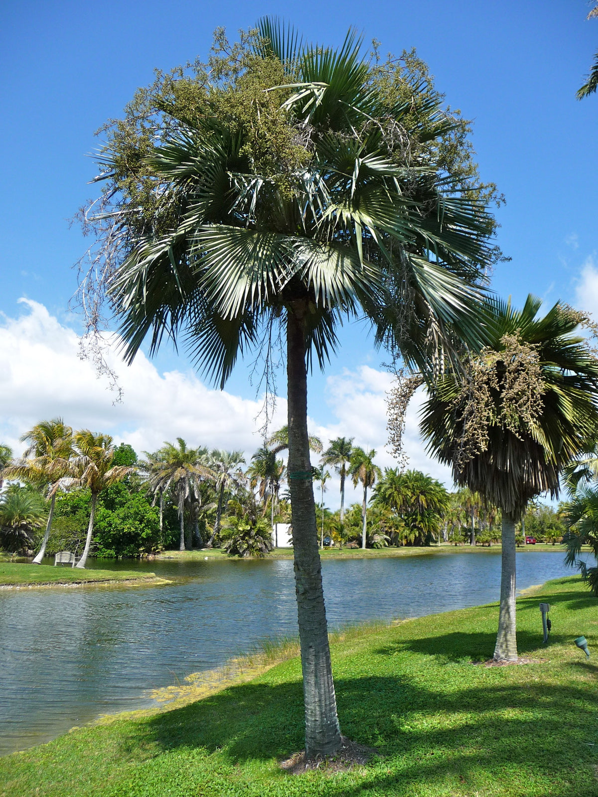 Copernicia hospita – mature plant