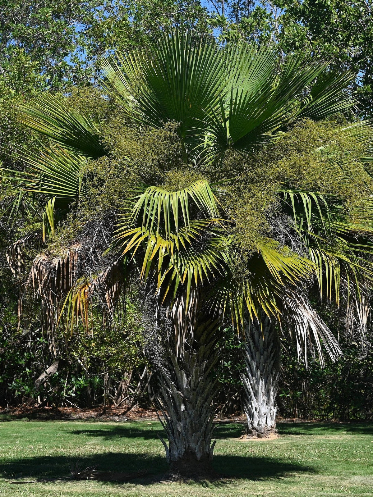 Copernicia hospita – mature plant