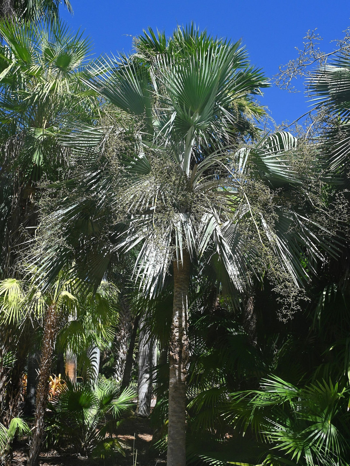 Copernicia hospita – mature plant