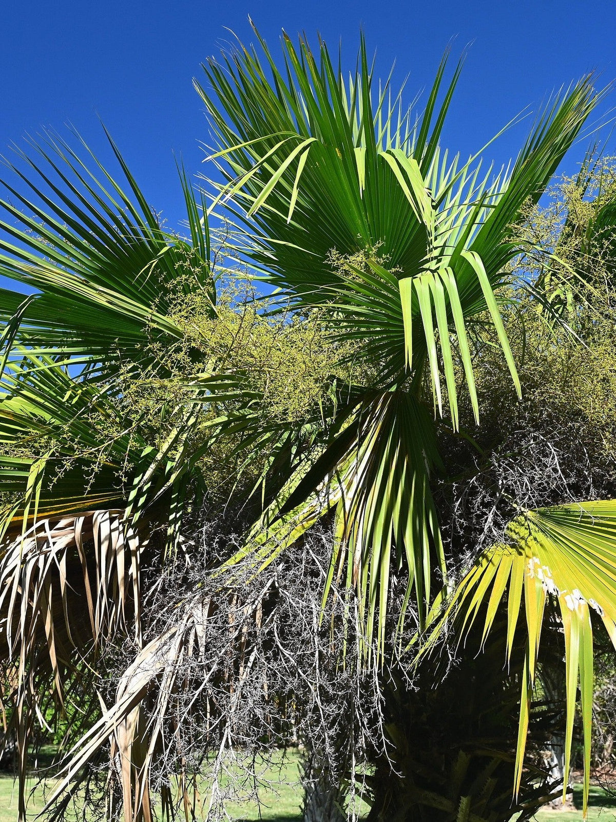 Copernicia hospita – mature plant