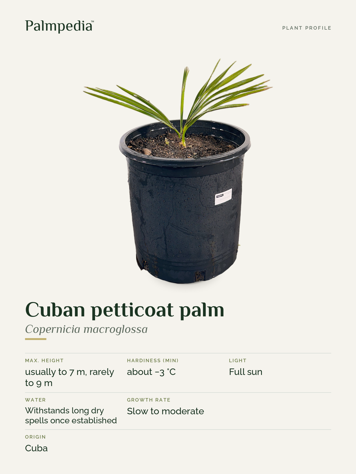 Copernicia macroglossa – plant profile