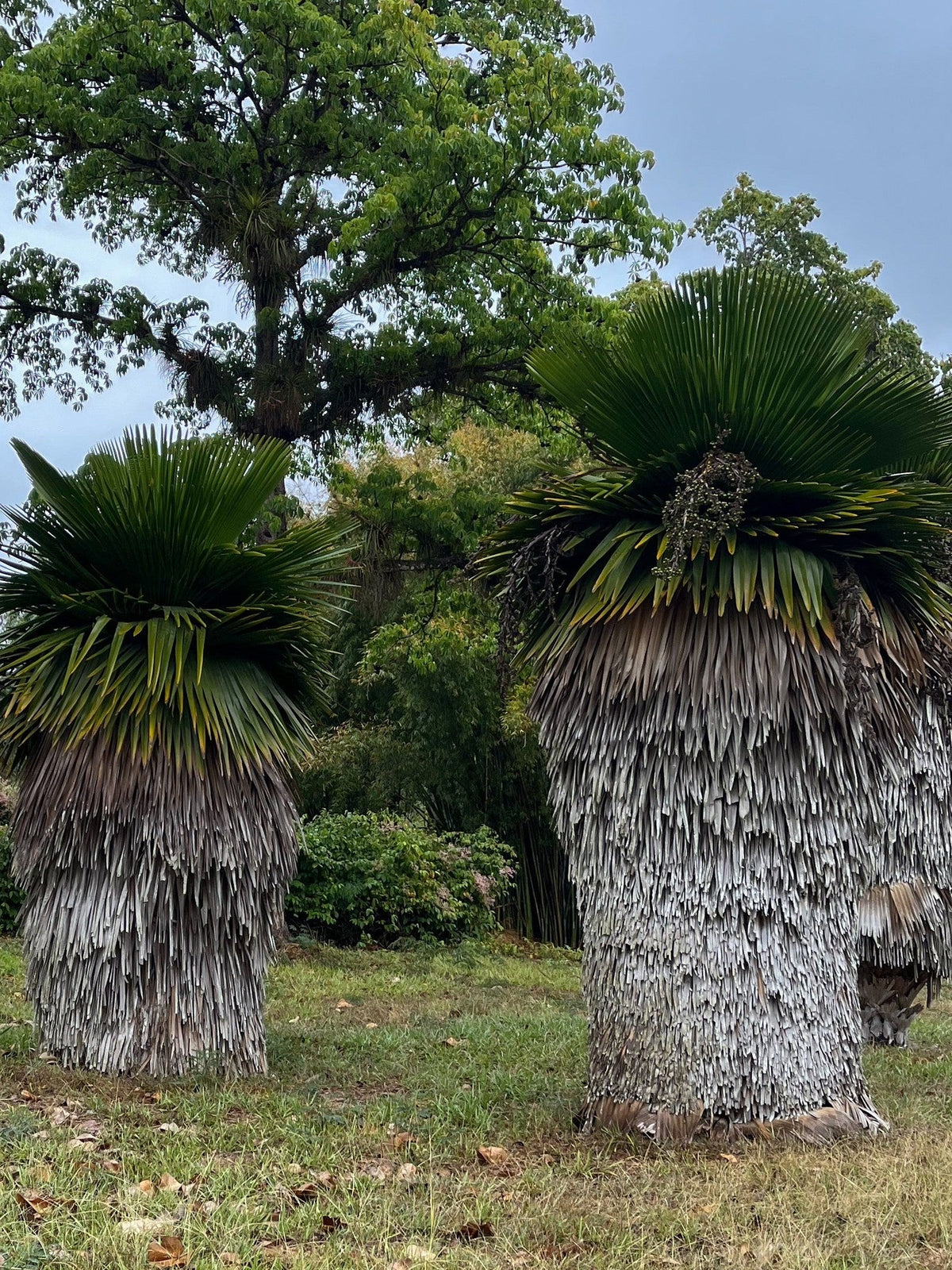 Copernicia macroglossa – mature plant
