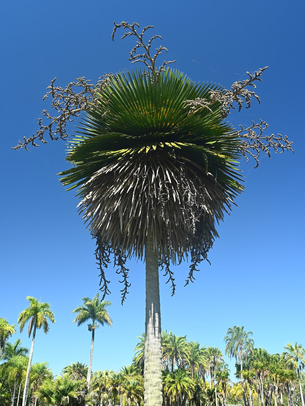 Copernicia macroglossa – mature plant