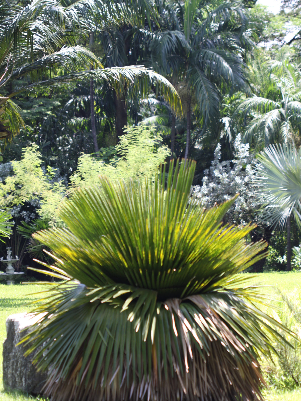 Copernicia macroglossa – in habitat