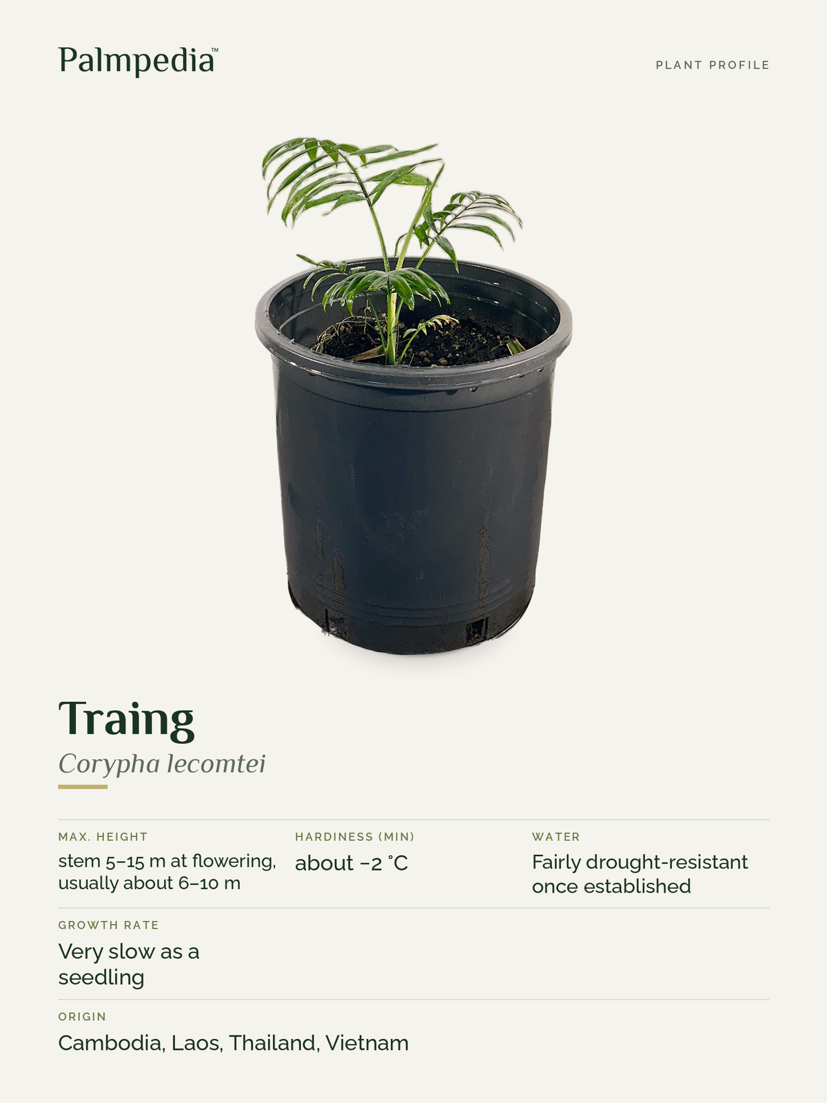 Corypha lecomtei – plant profile