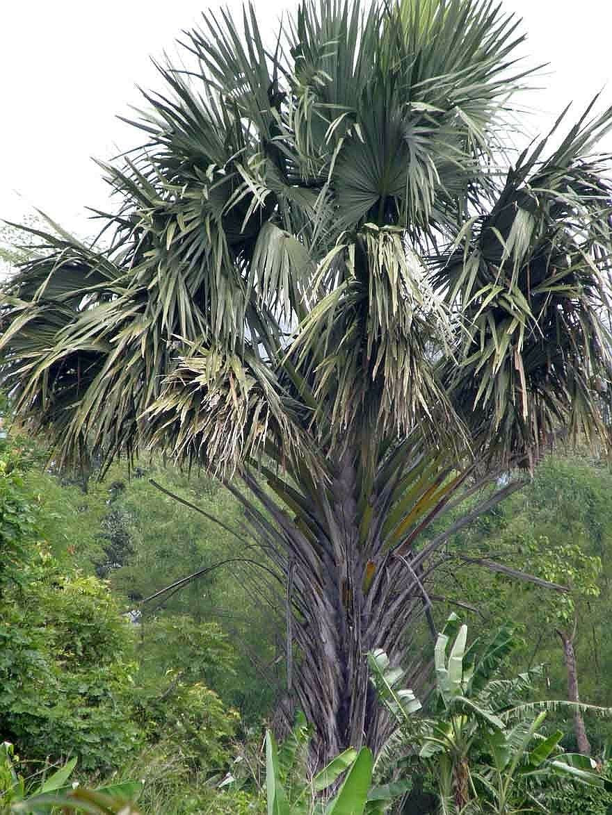 Corypha lecomtei – mature plant