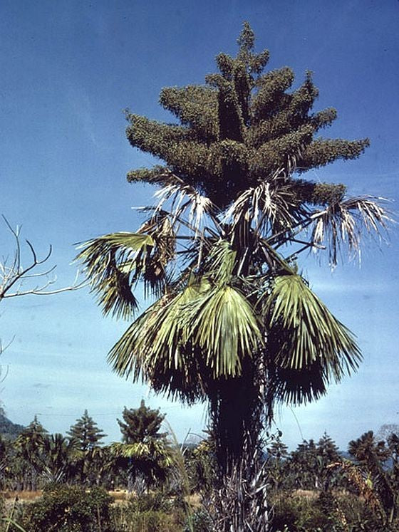 Corypha lecomtei – mature plant