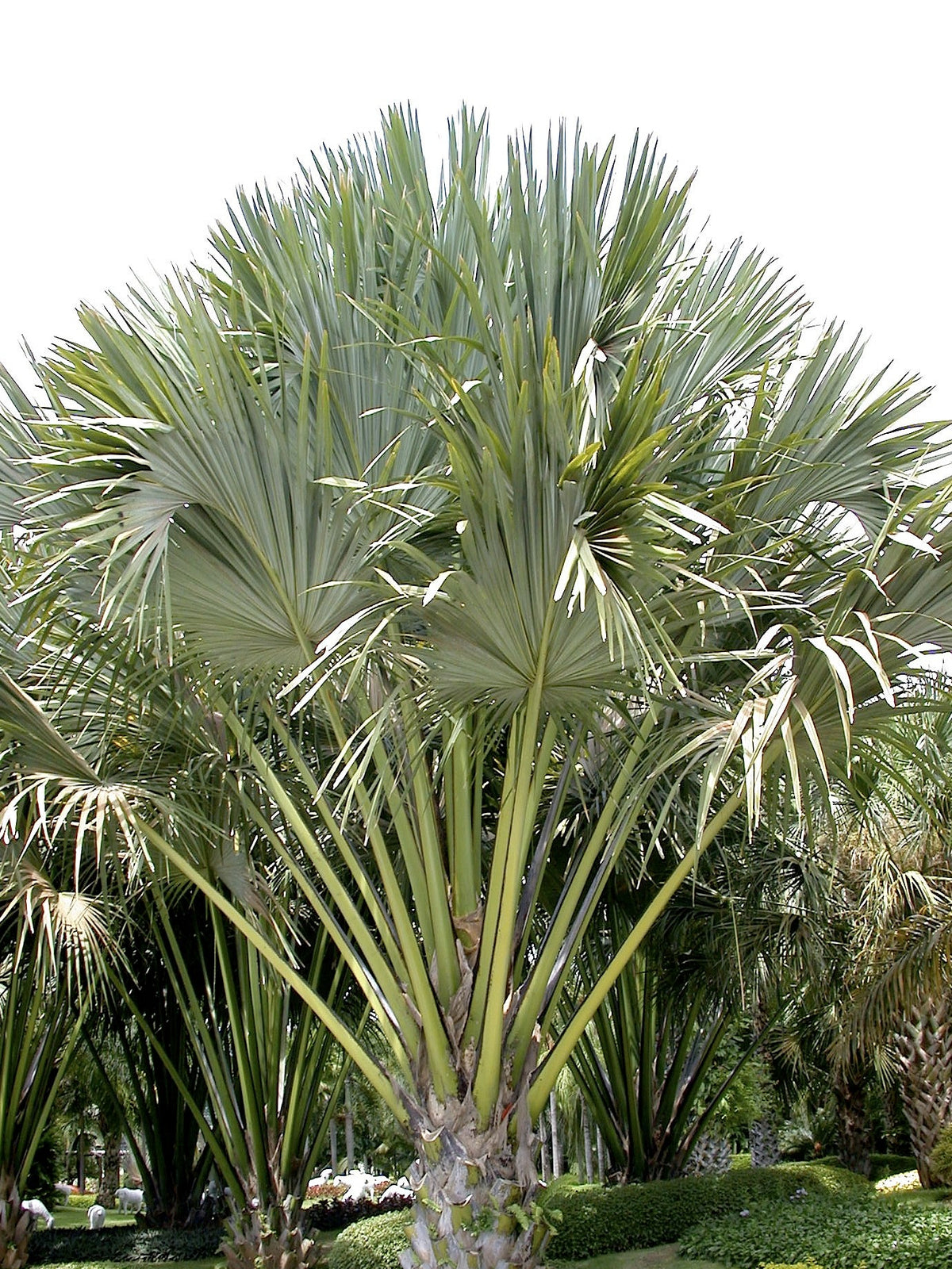 Corypha lecomtei – in habitat