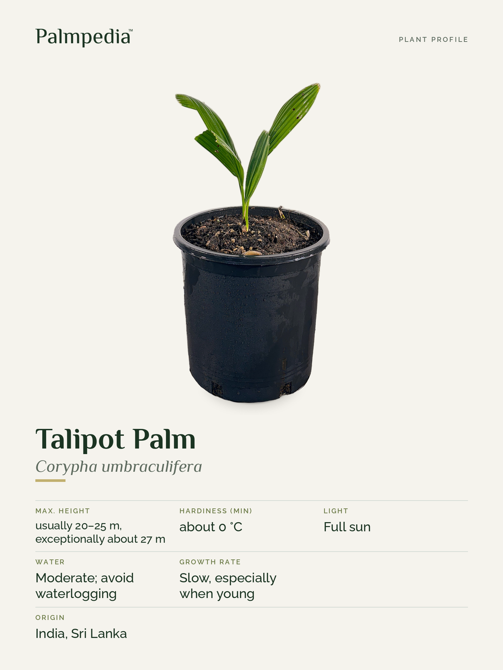 Corypha umbraculifera – plant profile
