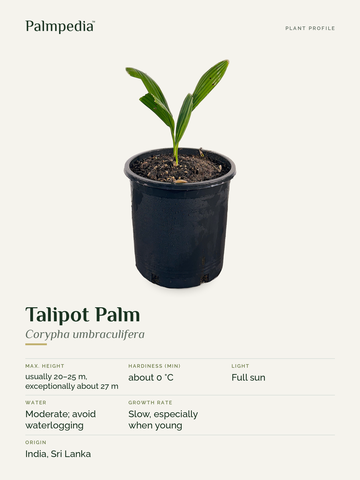 Corypha umbraculifera – plant profile