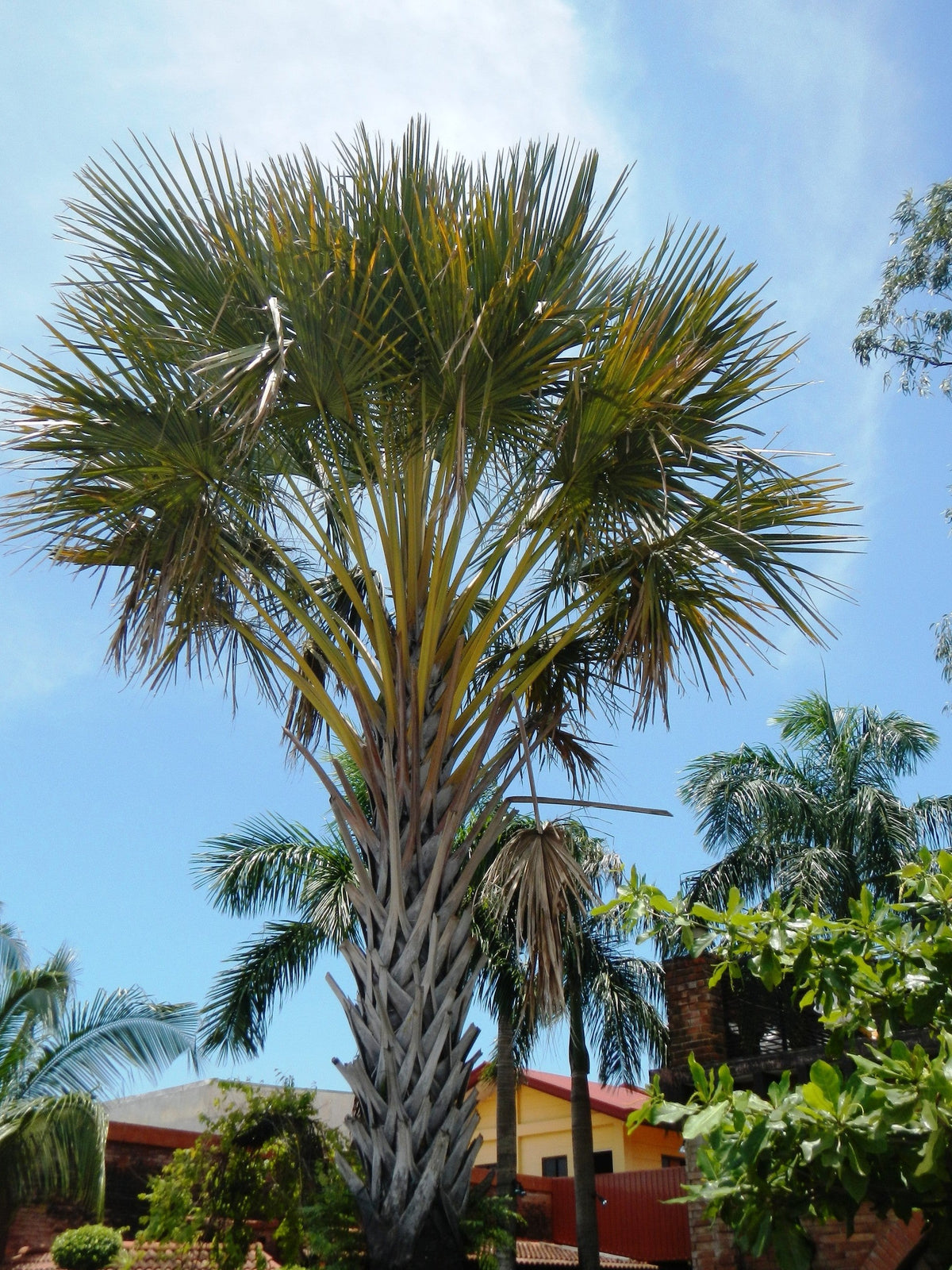 Corypha umbraculifera – mature plant